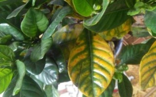 梔子花葉子發(fā)黃怎么辦，找準(zhǔn)原因?qū)ΠY治療
