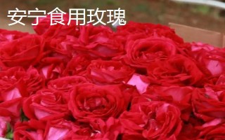 云南安寧市的特產(chǎn)，有龍山野生木耳、安寧紅梨等