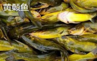 丸世魚鉤簡介，是“歪嘴鉤”