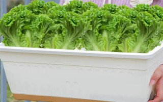 用塑料盆種菜有沒(méi)有毒，蔬菜的根系無(wú)法吸收其中的有毒物質(zhì)
