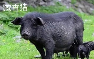 什么是香豬，屬于矮小豬種