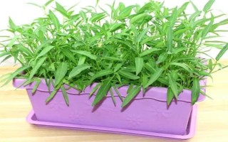 用塑料盆種菜有沒(méi)有毒，蔬菜的根系無(wú)法吸收其中的有毒物質(zhì)