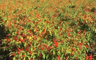 種植100畝朝天椒的利潤，大概為65-80萬元左右