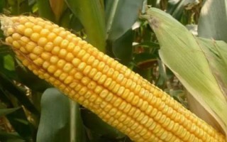 金滇958玉米品種的特性，兩年區(qū)試平均生育期125天