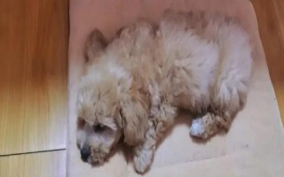 狗狗感染寄生蟲后會有哪些表現(xiàn)呢，一般會出現(xiàn)腹瀉、消瘦等癥狀