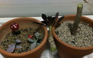 黑法師葉子掉光了還能不能活，發(fā)生在夏季的話就無須擔(dān)心