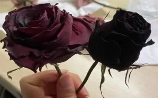 玫瑰花如何風(fēng)干，常見(jiàn)風(fēng)干方法有懸掛風(fēng)干法、自然干燥法、微波爐烘干法