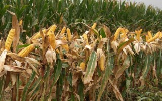 德力888玉米種簡介，適宜播期4月中下旬至5月上旬