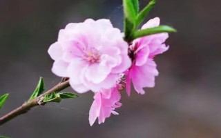 春天開哪些花，常見的有矮牽牛、杜鵑花等