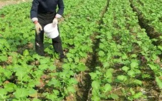 油菜為什么會僵苗，是受到干旱漬害、缺肥、病蟲害等因素的影響