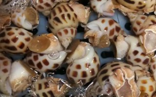 黃螺的產(chǎn)地，主要產(chǎn)自于東南沿海