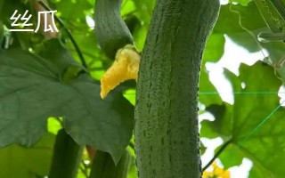 西葫蘆和絲瓜有什么區(qū)別，科屬、形態(tài)、吃法均不同
