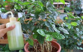 茉莉花如何養(yǎng)殖，喜歡生長光照充足的環(huán)境下