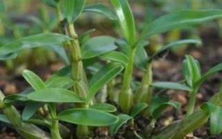 霍山石斛的價格，因規(guī)格、品牌等不同而不同