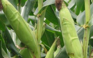 荃玉898玉米種簡(jiǎn)介，高抗大斑病