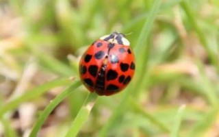 瓢蟲(chóng)是益蟲(chóng)還是害蟲(chóng)，顏色鮮艷的品種基本是害蟲(chóng)