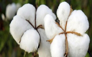 荊棉16棉花品種的特性，4月上中旬播種