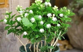茉莉花如何養(yǎng)殖，喜歡生長光照充足的環(huán)境下