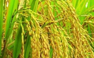創(chuàng)兩優(yōu)豐占66水稻種簡介，全生育期為133.2天