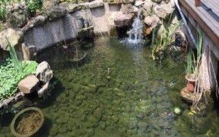 讓庭院魚(yú)池水變清澈的方法，種植水草可改善水質(zhì)