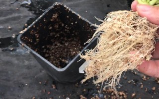 一品紅的換盆注意事項(xiàng)，可以在早春進(jìn)行