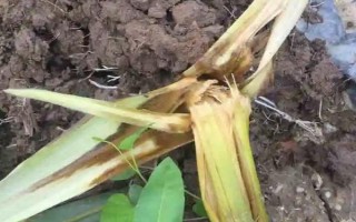 元華116玉米種子特征特性，中等肥力以上地塊種植