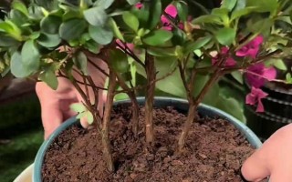 杜鵑花怎么修剪能開花爆盆，要在植株花期結(jié)束后進(jìn)行