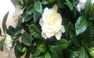 常見的梔子花病蟲害及防治方法，需對(duì)癥下藥