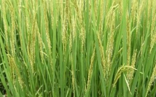 鴻源121水稻種子特點(diǎn)，該品種主莖12片葉