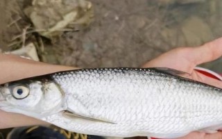 白條魚簡介，屬淡水魚類