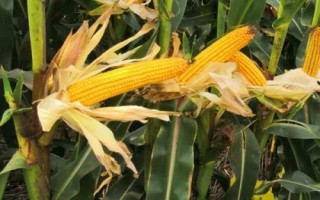 豫單1851玉米種簡介，畝種植密度4500株