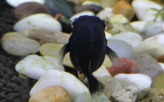 黑瑪麗魚水溫多少度合適，適宜的水溫范圍是22-28℃