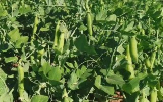 水果豌豆什么時(shí)候種植，9月份中旬開(kāi)始播種