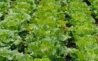 種白菜的方法，可以用點播種子或育苗栽植的方式