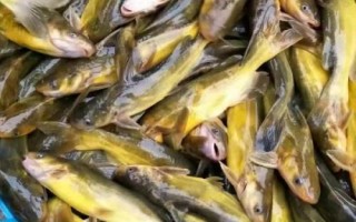 怎么防治黃顙魚疾病，需根據(jù)實(shí)際病情采取針對(duì)性措施