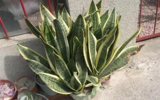 虎耳蘭的種植方法，生長(zhǎng)期間讓土壤保持濕潤(rùn)