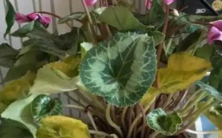 仙客來(lái)花落后如何處理，要對(duì)其進(jìn)行修剪