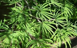 金錢(qián)松的養(yǎng)殖注意事項(xiàng)，要每隔2-3年換1次盆