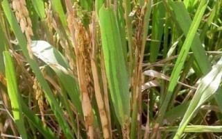 水稻立枯病是什么病，發(fā)病率15%左右