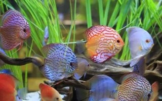 七彩神仙魚多久能長大，大概需要十到十四個月