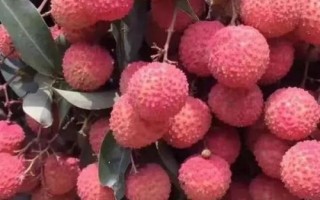 掛紅荔枝簡介，是一種遲熟荔枝品種