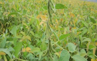 星農(nóng)5號(hào)大豆種子特征特性，在適應(yīng)區(qū)5月上中旬播種