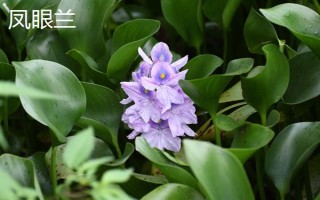哪些植物可以探測(cè)黃金，主要有以下5種