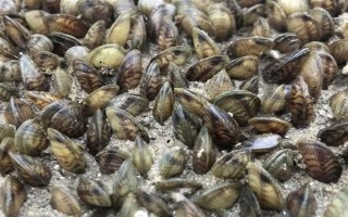 海瓜子怎么養(yǎng)殖，排干水塘再將種苗均勻撒在塘面上