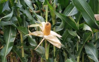 凱育8玉米種子特征特性，適宜播期為6月26日之前