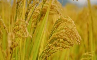 特香占水稻品種簡(jiǎn)介，畝秧田播種量10-15千克