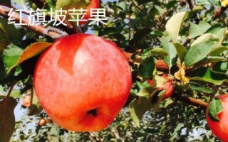 新疆阿克蘇地區(qū)有哪些特色水果，常見的有庫車小白杏、阿克蘇蘋果等