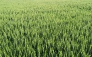山農(nóng)67小麥品種的特性，適宜播期10月7日～15日