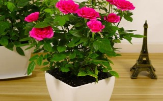 哪里有玫瑰花種植基地，基地在河北或者山東等地