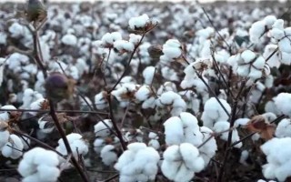 蘇棉30棉花品種的特性，生育期105天